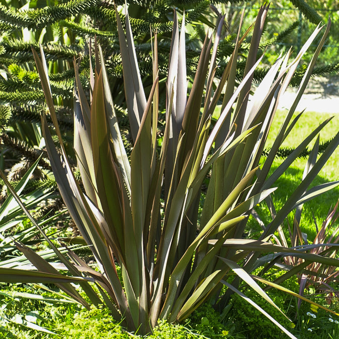 Bakker Phormium Bronze Baby lin pot 8cm feuillage bronze