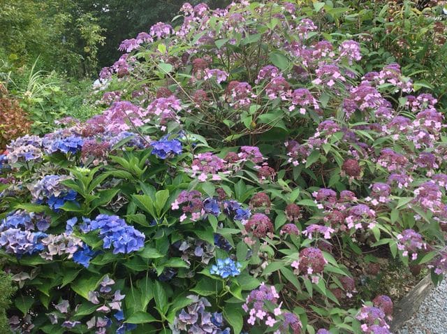 Les Hortensias du Haut Bois Villosa hortensia aspera feuillage godet
