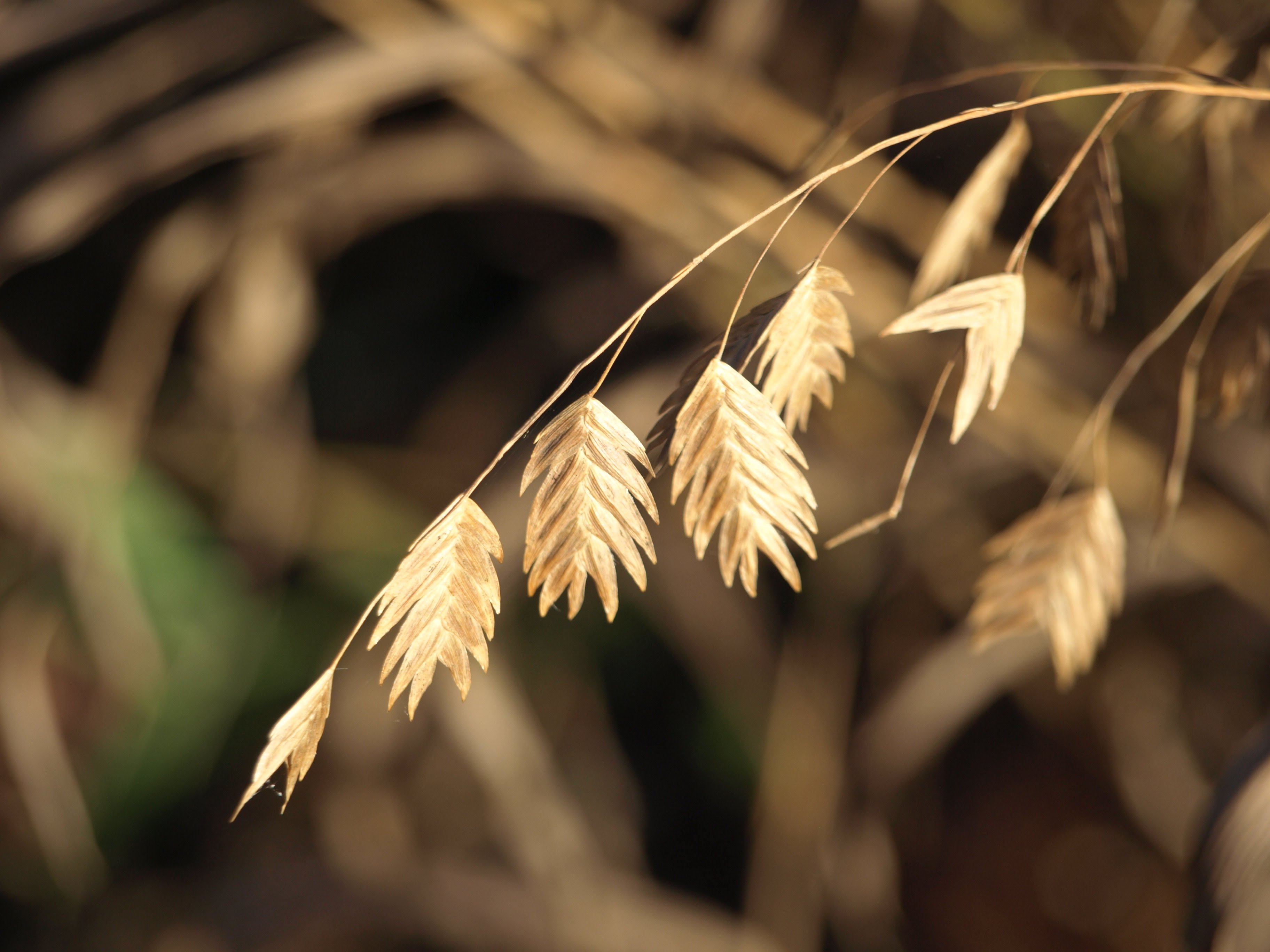 Passion Vivaces Chasmanthium latifolium graminée pot 1L verte