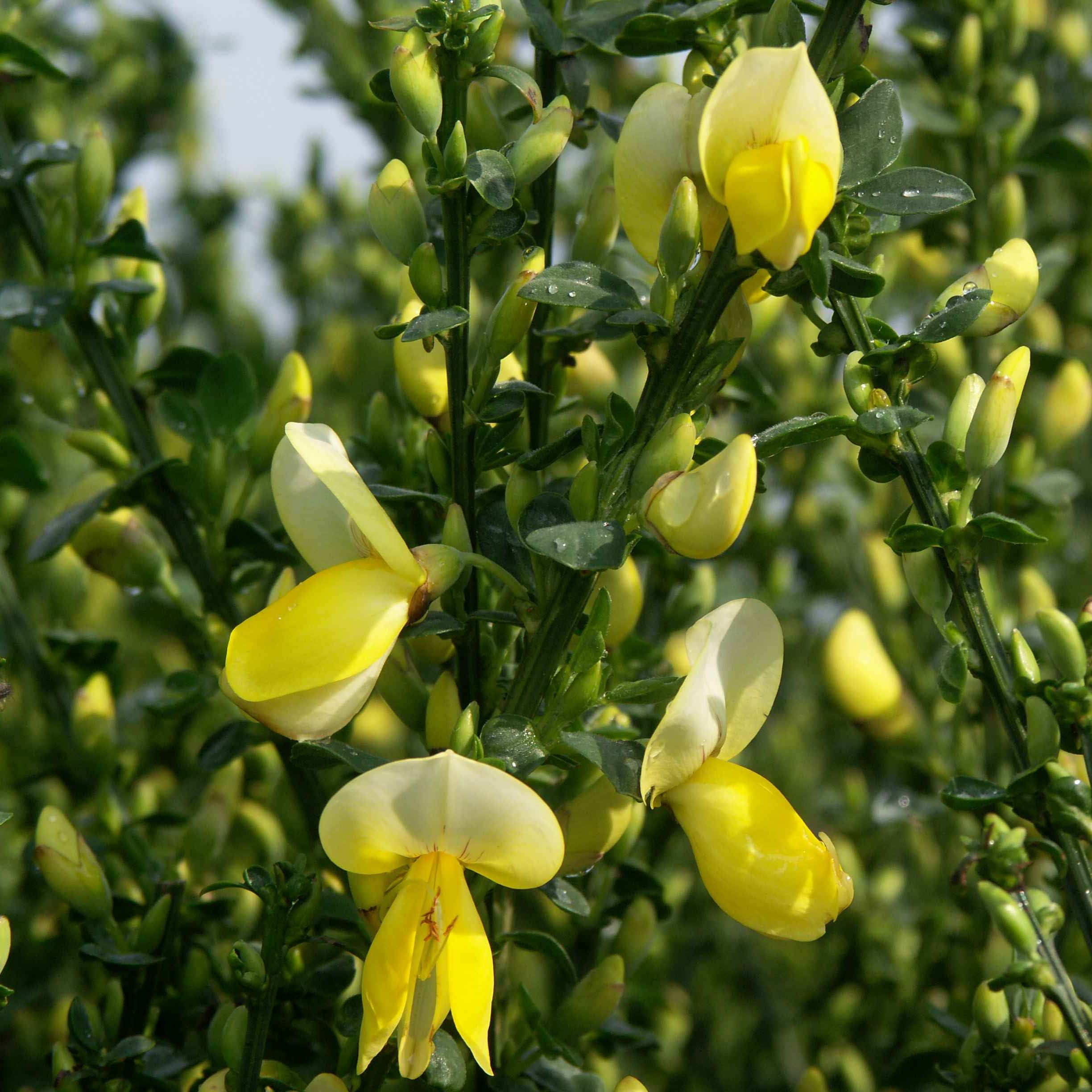 Bakker Luna Genêt à balais pot 3L fleurs jaunes