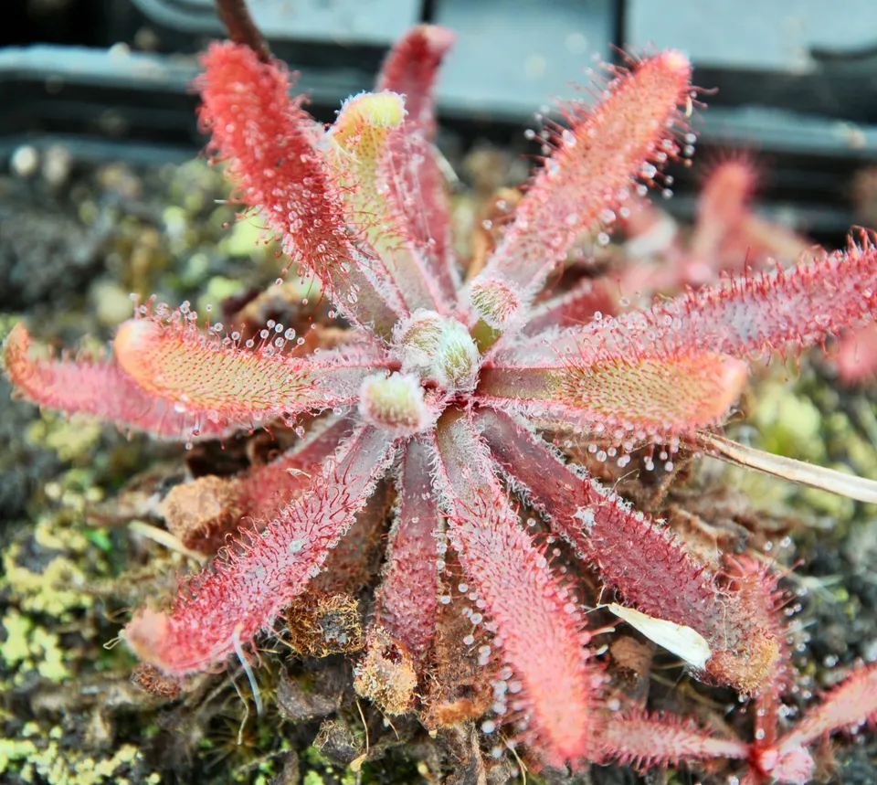 Carniflore Drosera latifolia plante rouge pot 9x9