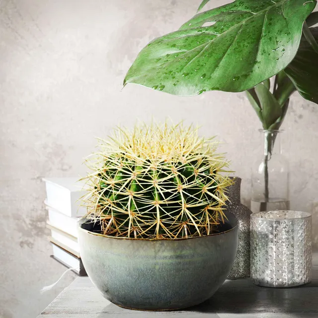 Bakker Coussin de belle-mère cactus pot 10,5cm 15cm doré