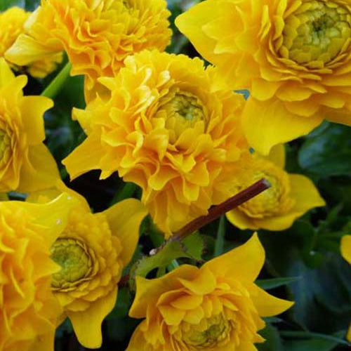 Bakker Populage des marais doubles plante vivace pot 9cm fleur jaune
