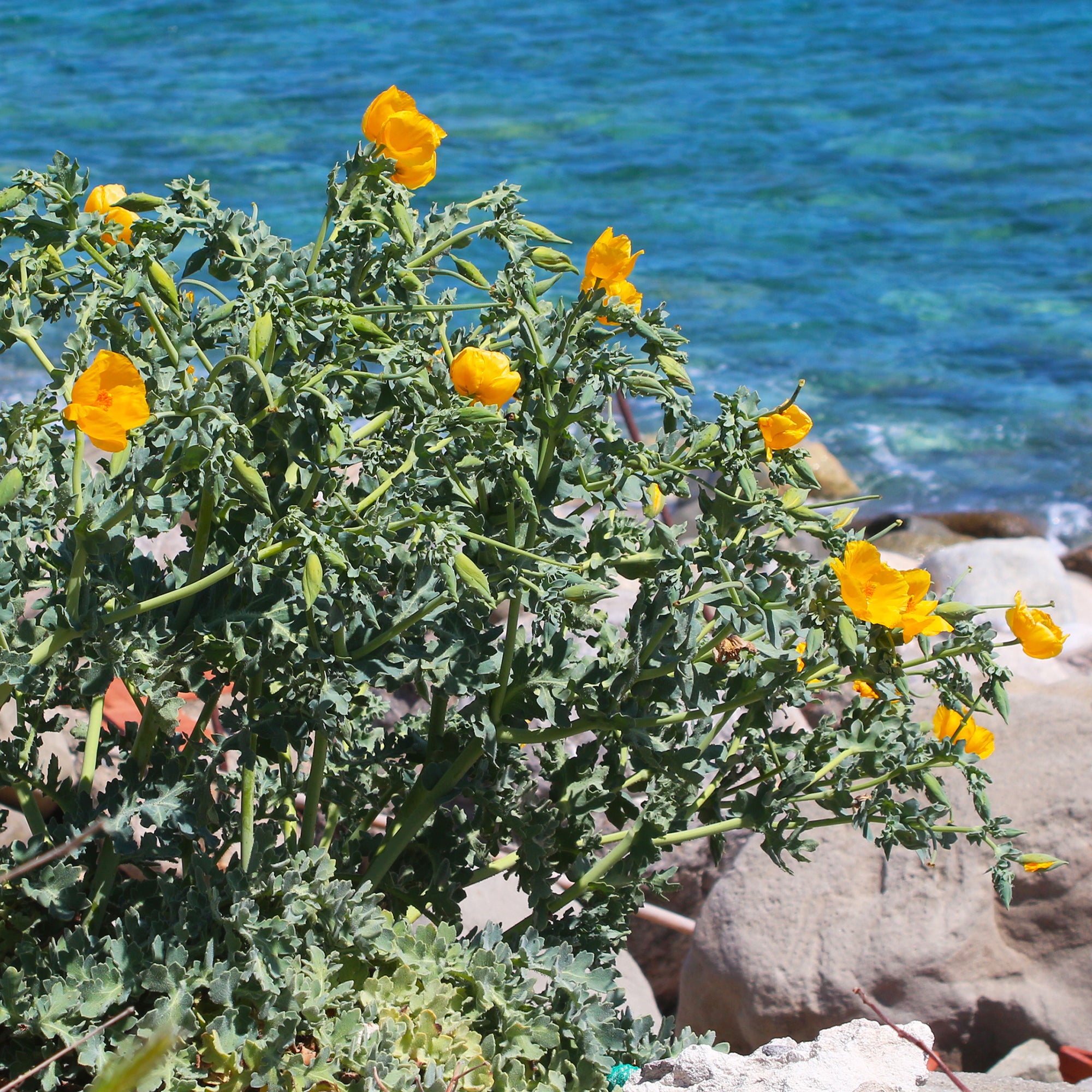 Bakker Pavot cornu Glaucium flavum vivace pot 8cm