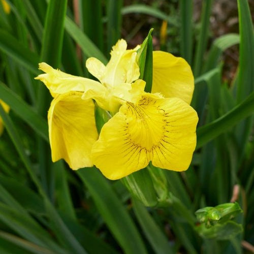 Bakker Iris des marais plante de bassin pot 9cm fleur jaune