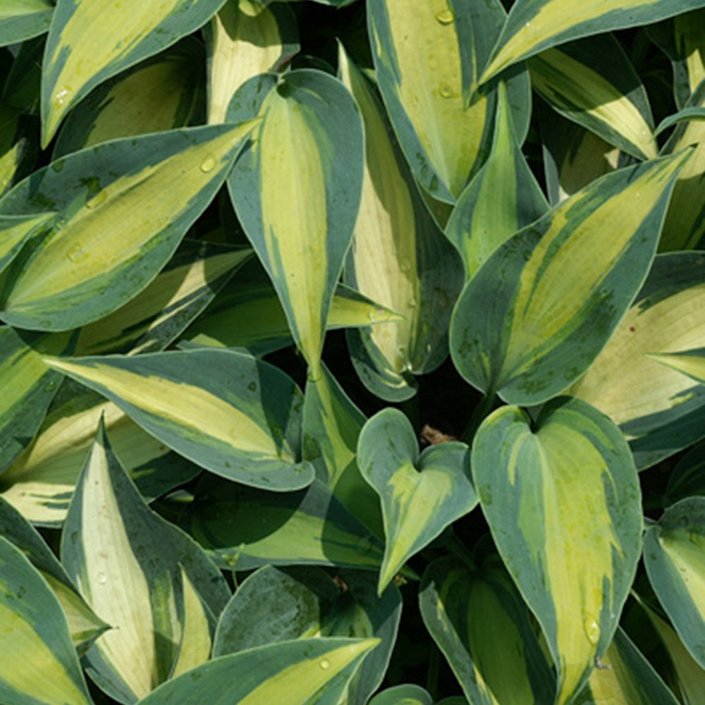 Bakker Hosta Catherine plante vivace pot 8cm panaché