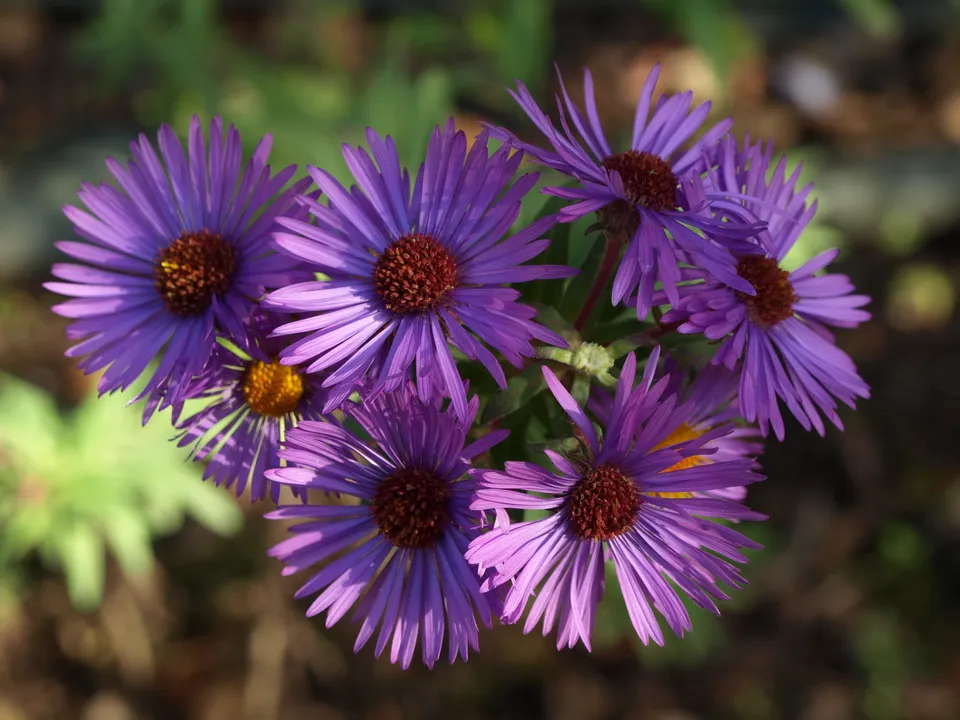 Passion Vivaces ASTER novae-angliae Ryecroft Purple aster godet