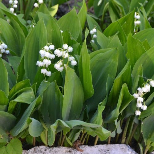 Bakker Muguet blanc parfumé paquet 15 griffes ombre