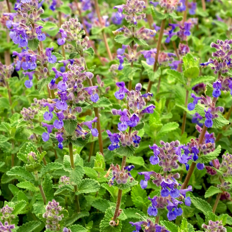 Bakker Nepeta mussinii vivace pot 9cm violet