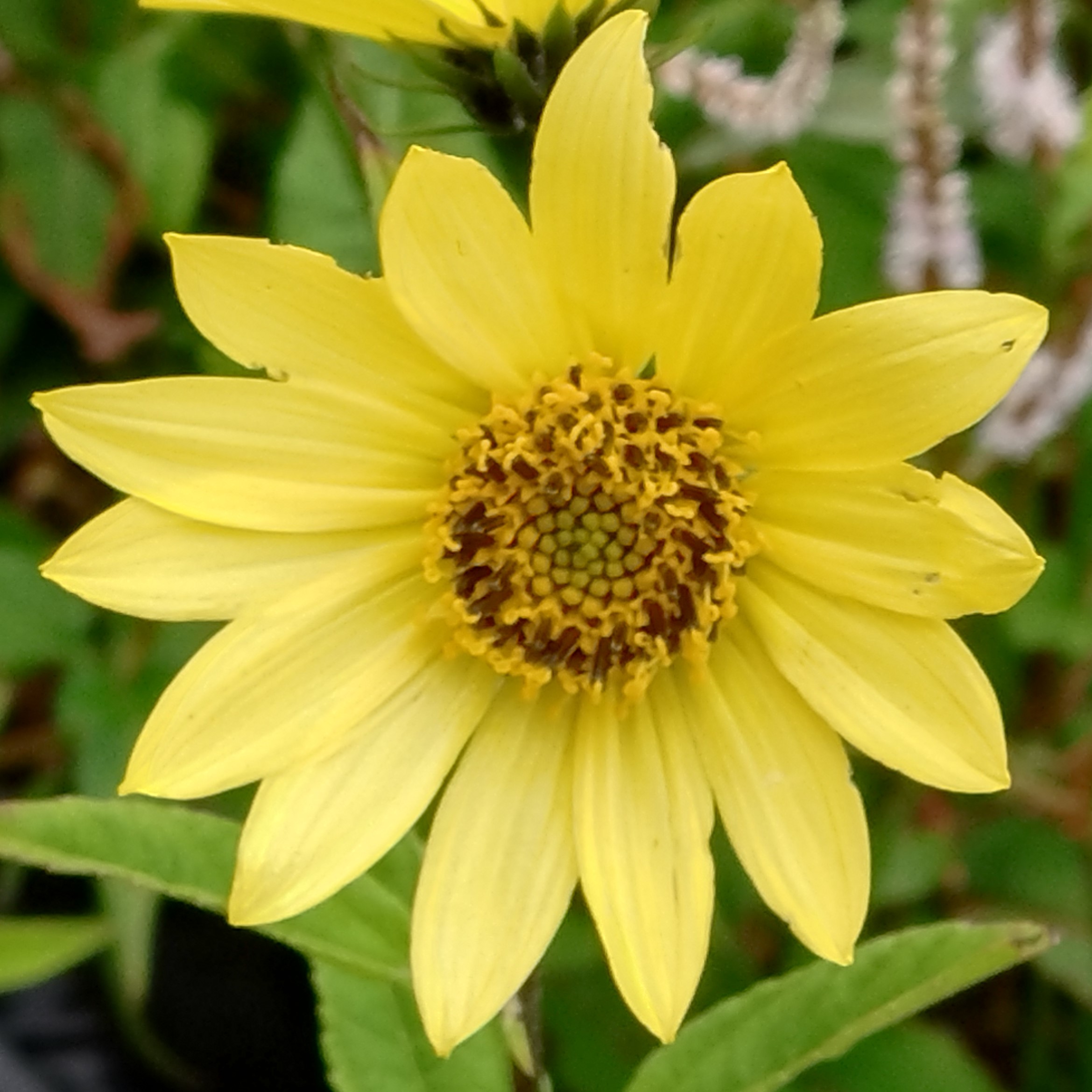Passion Vivaces Helianthus Lemon Queen plante vivace pot 1L jaune