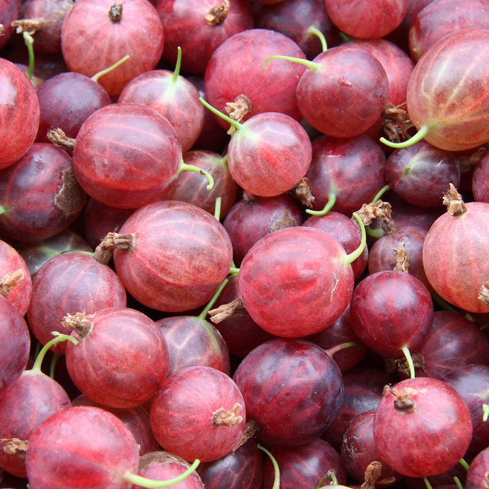 Bakker Groseillier Hinnonmäki Rouge pot 2L baies sucrées