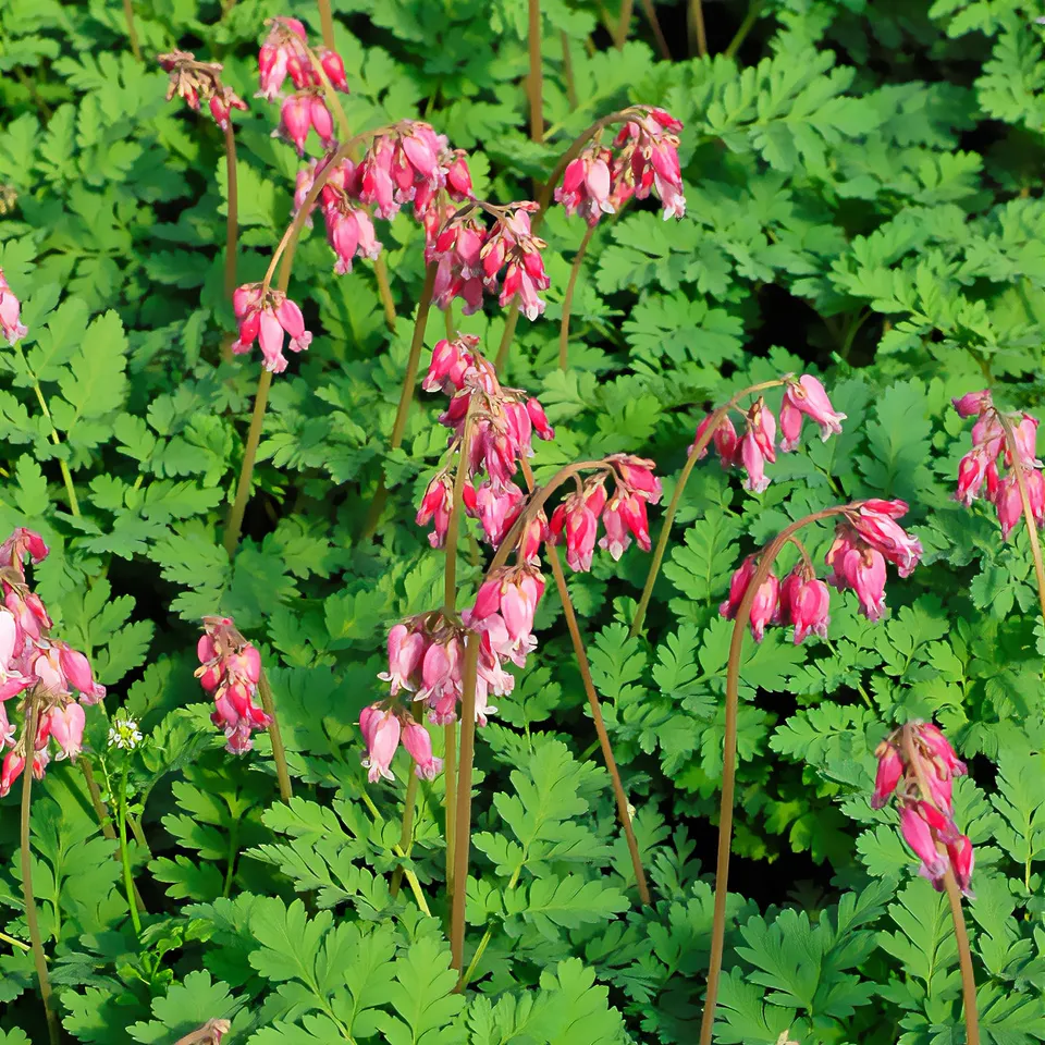 Bakker Vivaces Coeur de Marie Luxuriant fuchsia pot 8cm