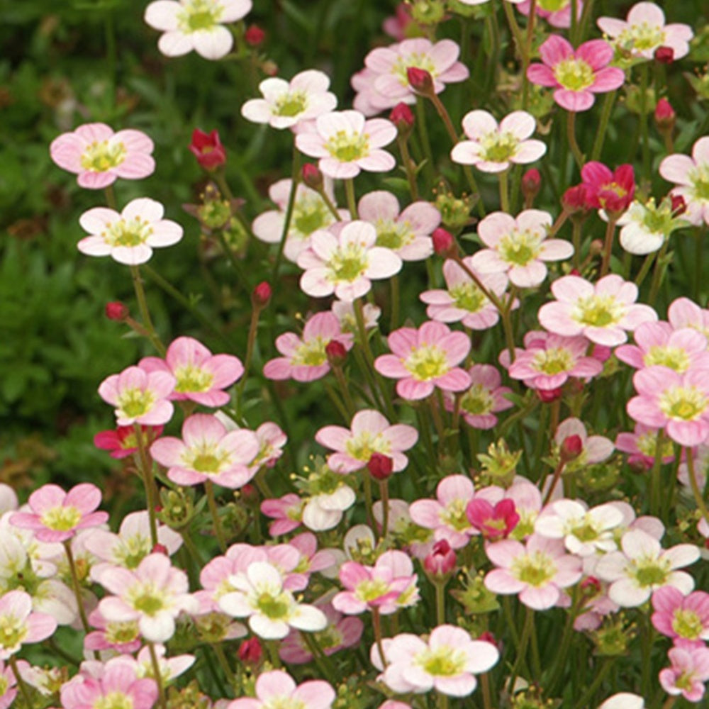 Bakker Plantes vivaces Saxifrage Ware's Crimson vivace pot 8cm