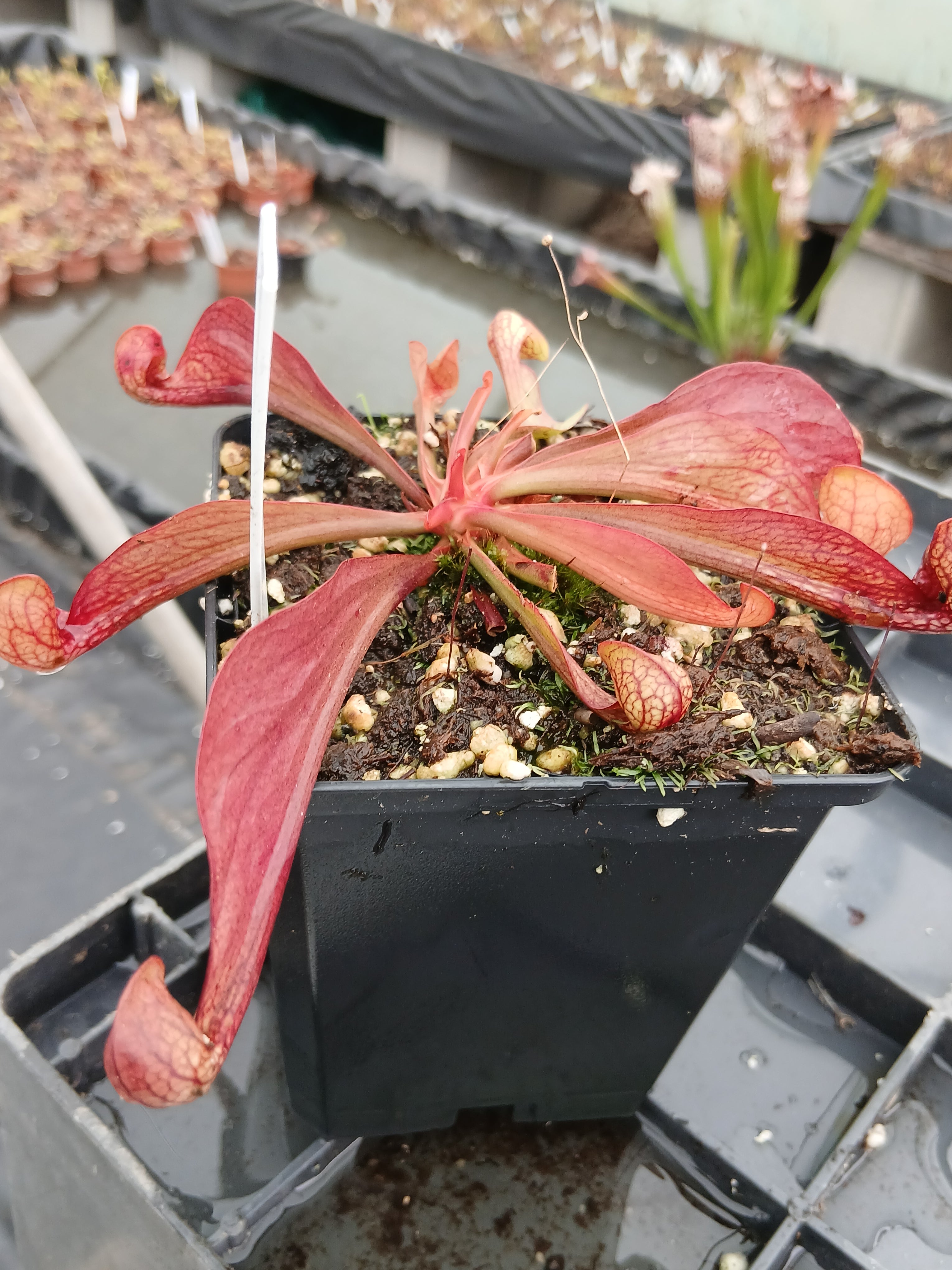 Carniflore Sarracenia psittacina Orange Co. plante carnivore 1 point