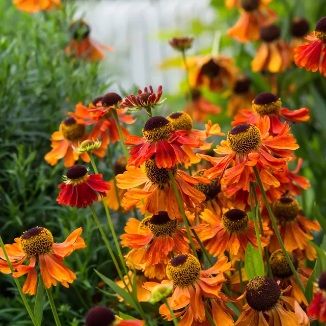 Bakker Moerheim Beauty hélénie vivace pot 9cm orange