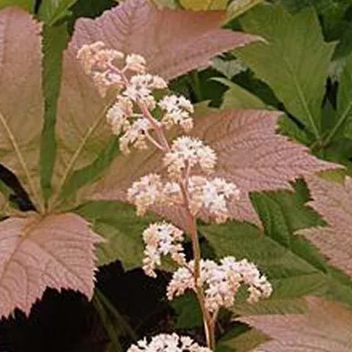 Bakker Irish Bronze rodgersia ombre pot Ø 9 cm