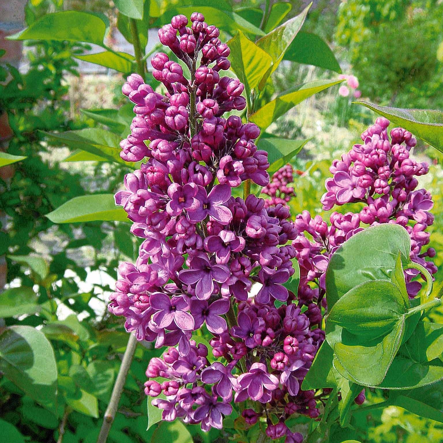 Bakker Lilas commun violet parfumé 2 pots 2-3 branches