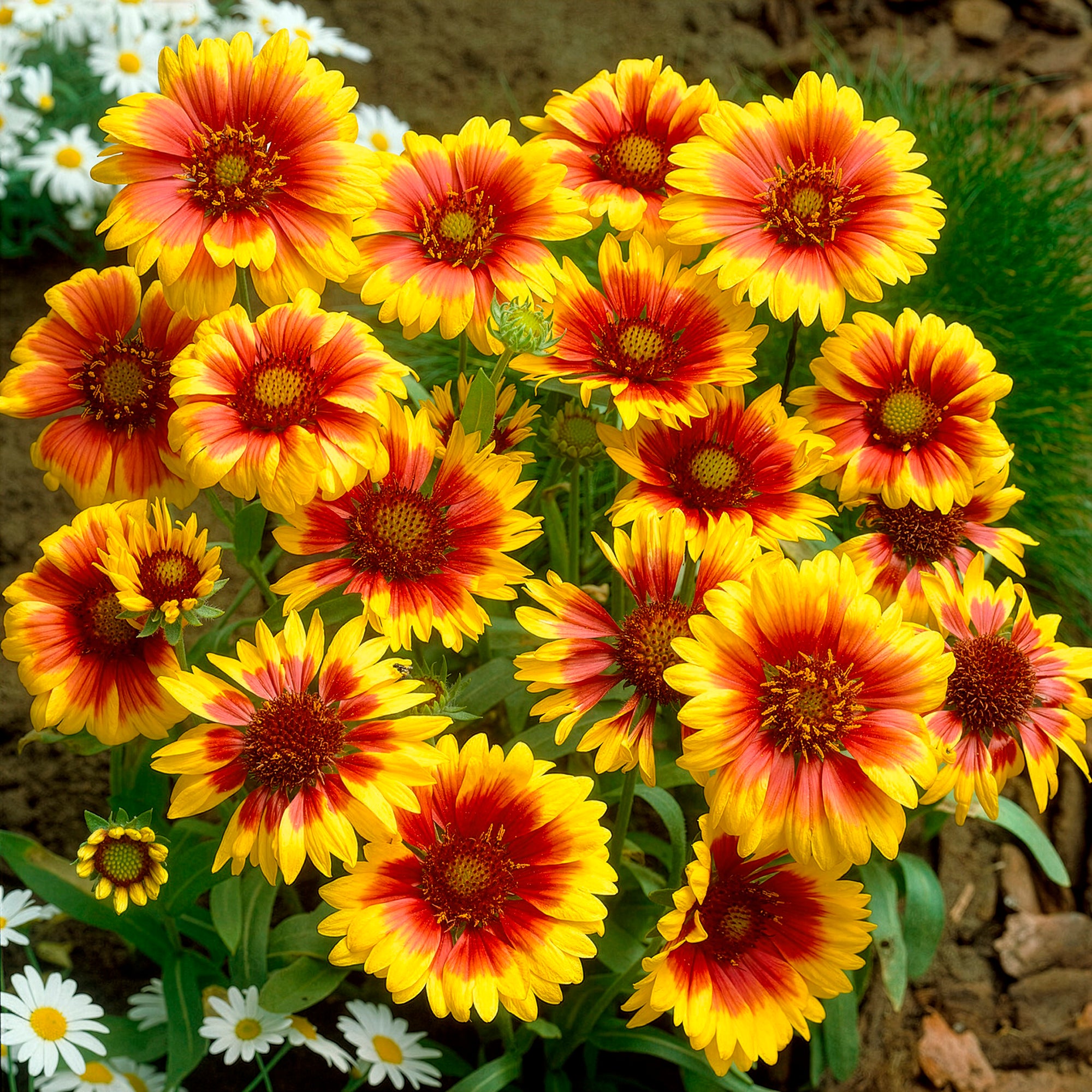 Bakker Marguerites colorées collection plante vivace 6 pots Ø 9cm