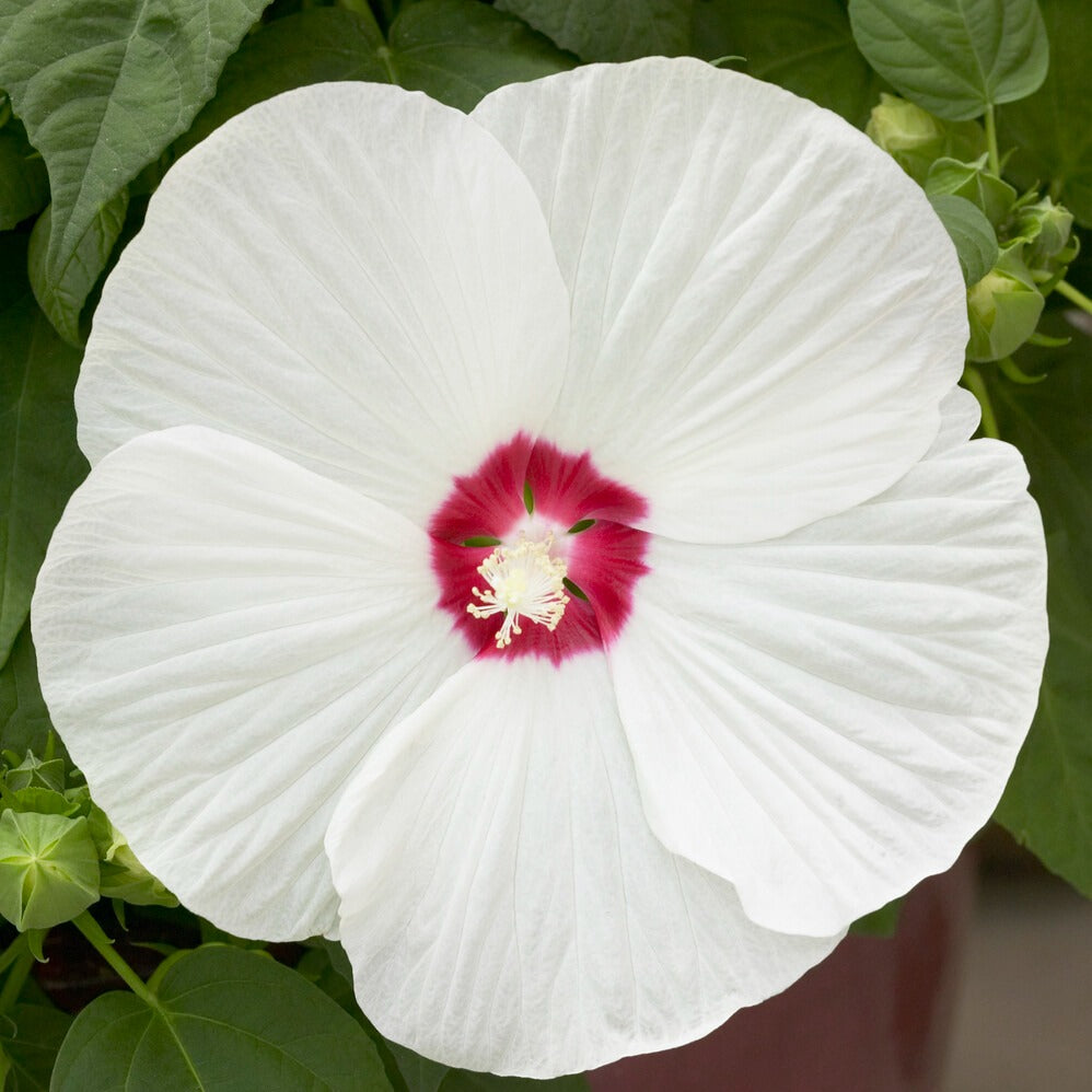 Bakker Luna White hibiscus des marais pot 10cm fleur blanche