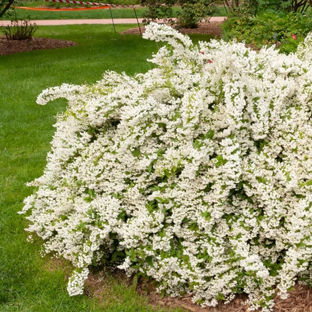 Bakker Deutzia gracilis arbuste pot 1.5L fleurs blanches