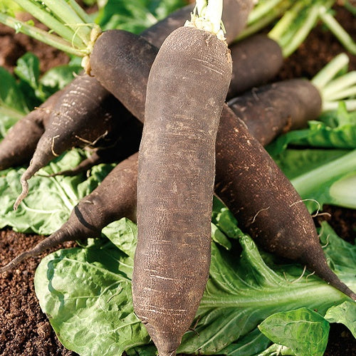 Bakker Potager Radis Noir Gros Long d'Hiver sachet 10g