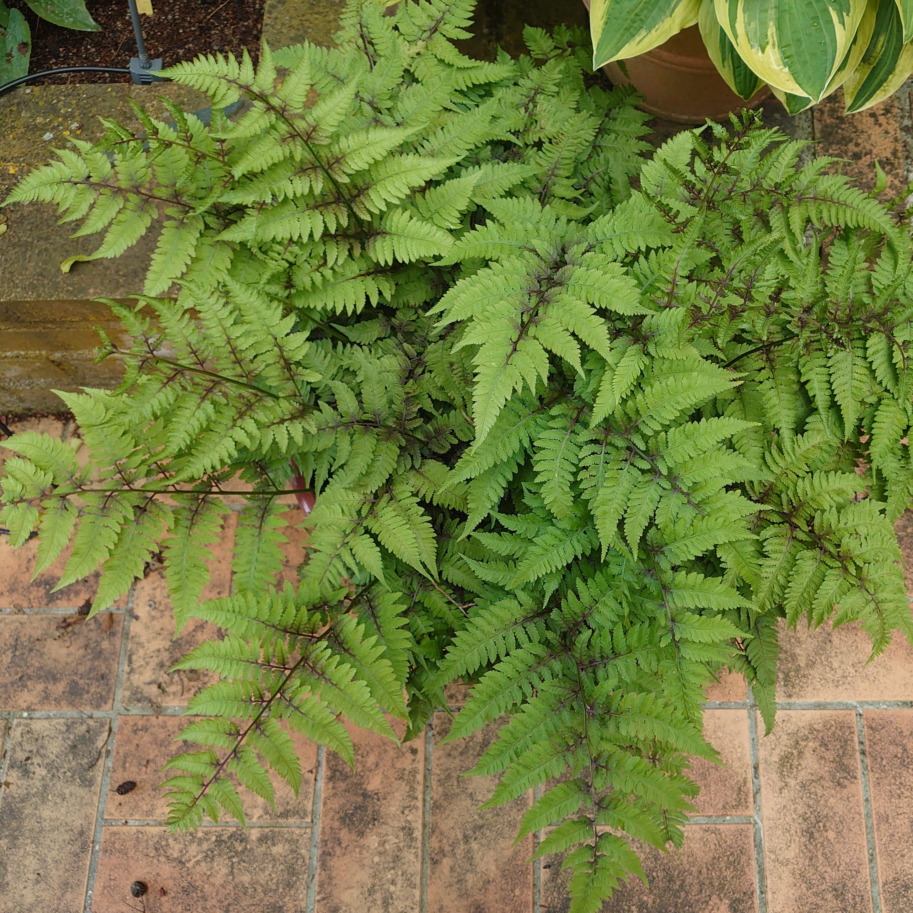 Passion Vivaces Athyrium niponicum Kawaguchi fougère verte