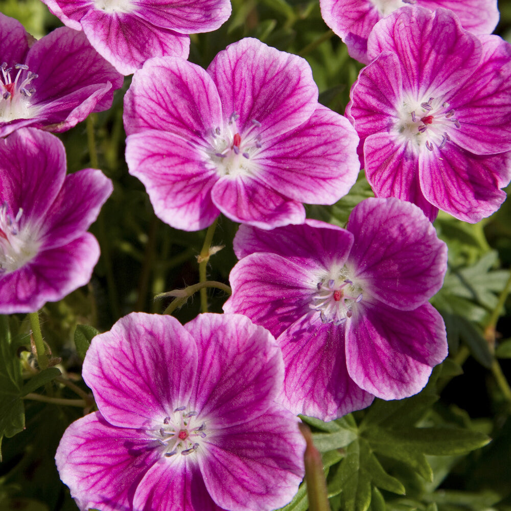 Bakker Géranium Elke vivace couvre-sol racine nue rose