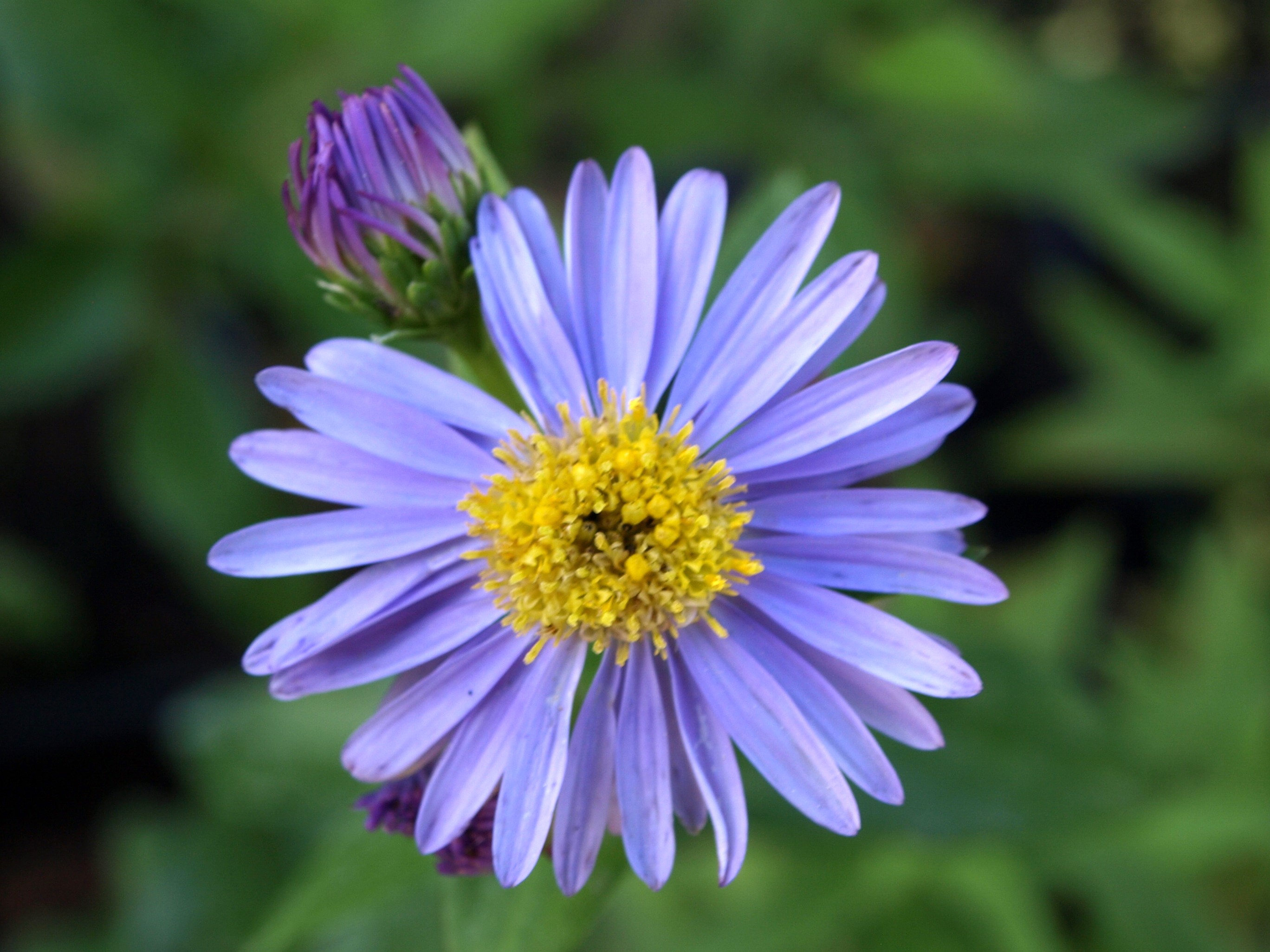 Passion Vivaces Aster laevis Climax plante vivace godet bleu mauve