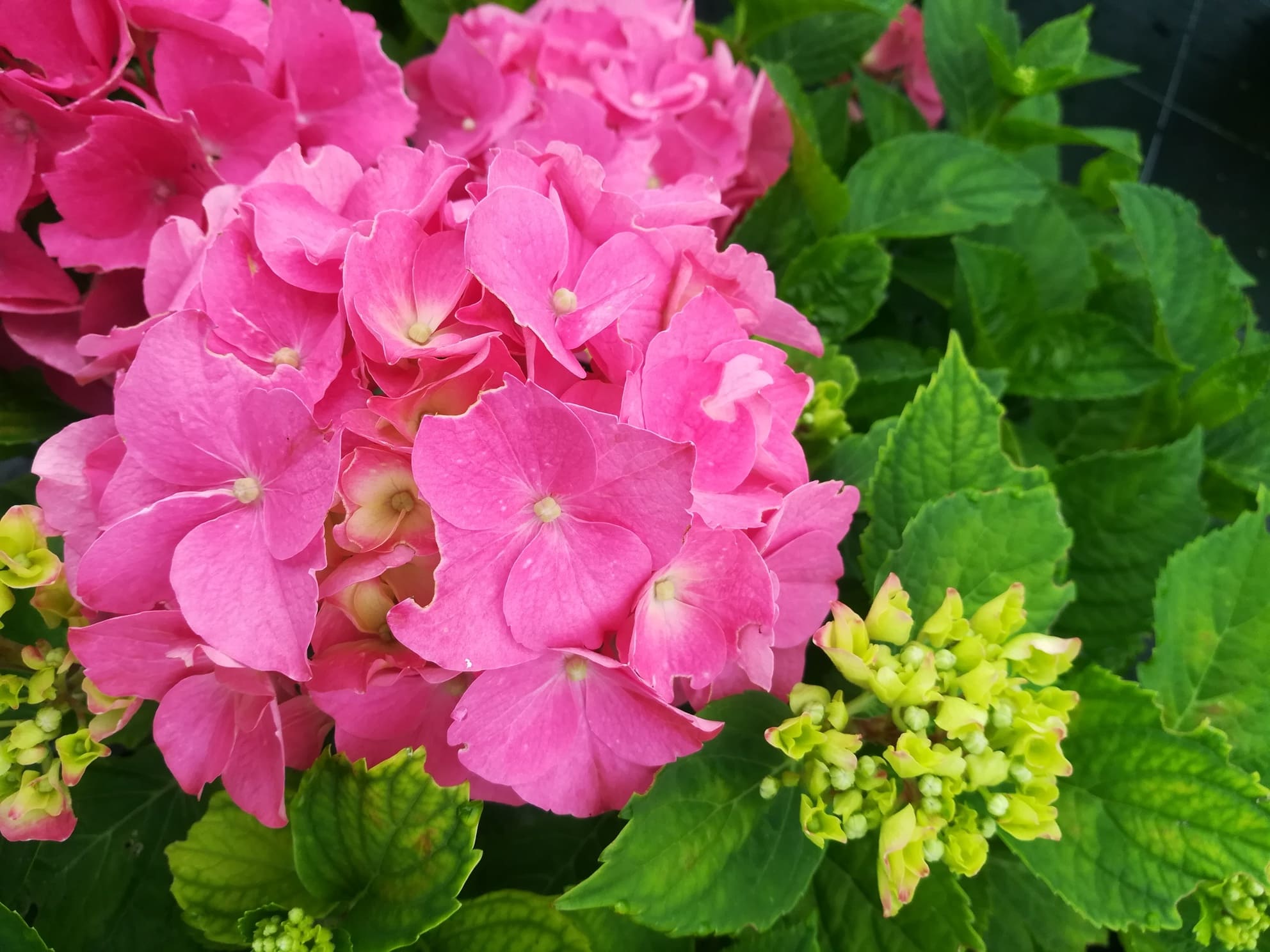 Les Hortensias du Haut Bois Rheinland hortensia macrophylla fleurs rondes