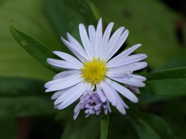 Passion Vivaces Aster Bleu de France plante bleu ciel godet
