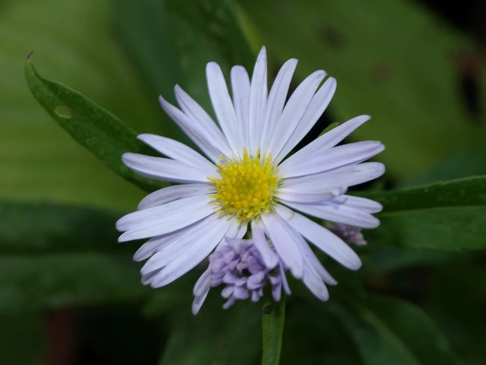 Passion Vivaces Aster Bleu de France plante bleu ciel godet
