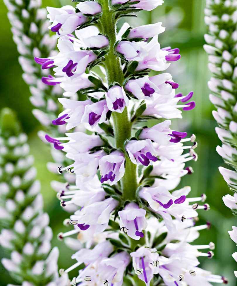 Bakker Pink Eveline véronique longues feuilles pot Ø9cm