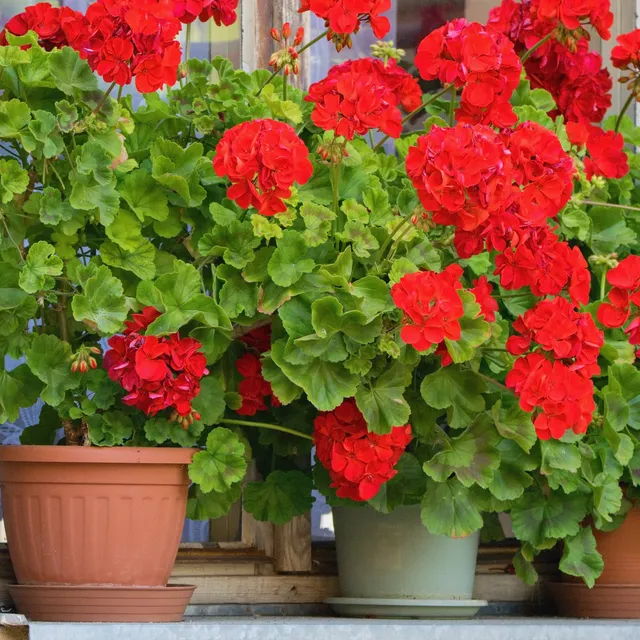 Bakker Géranium zonale rouge fleur balcon pot Ø13cm