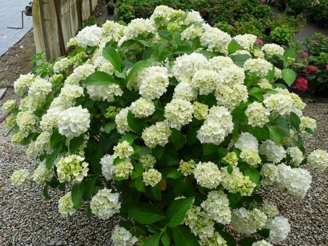 Les Hortensias du Haut Bois Mouillère hortensia blanc rond godet