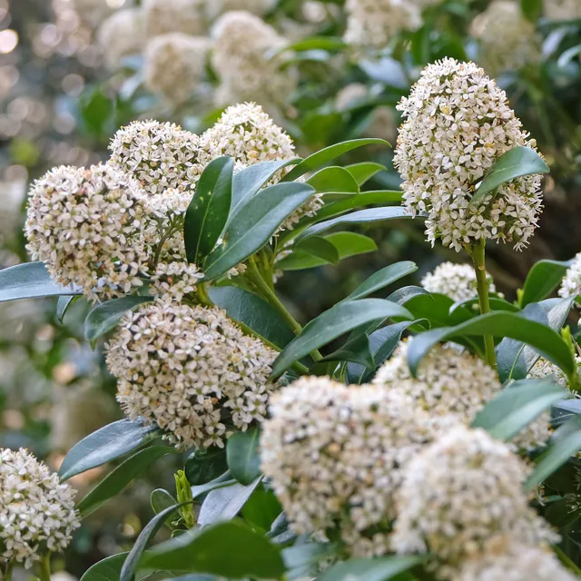 Bakker Skimmia du Japon arbuste pot 2L 20-30cm persistant