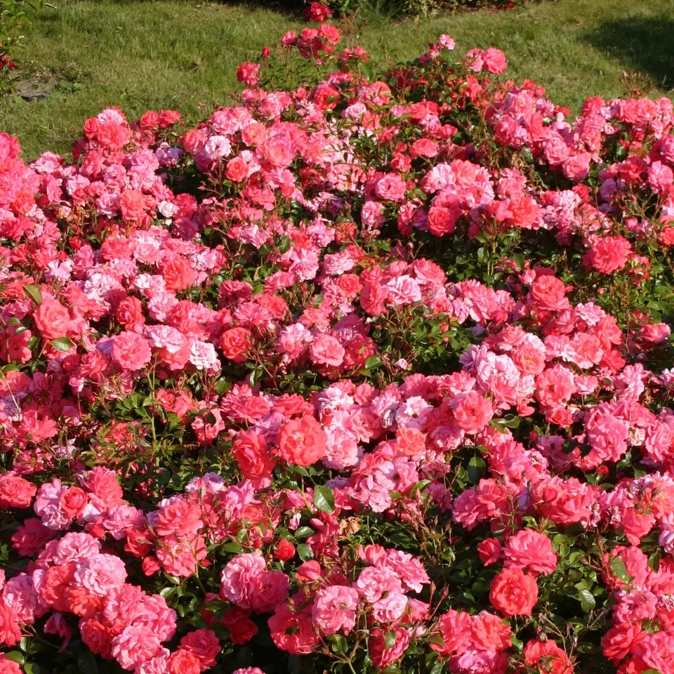 Bakker Rosier Bonapart rosier couvre-sol rose pot 3L parfumé