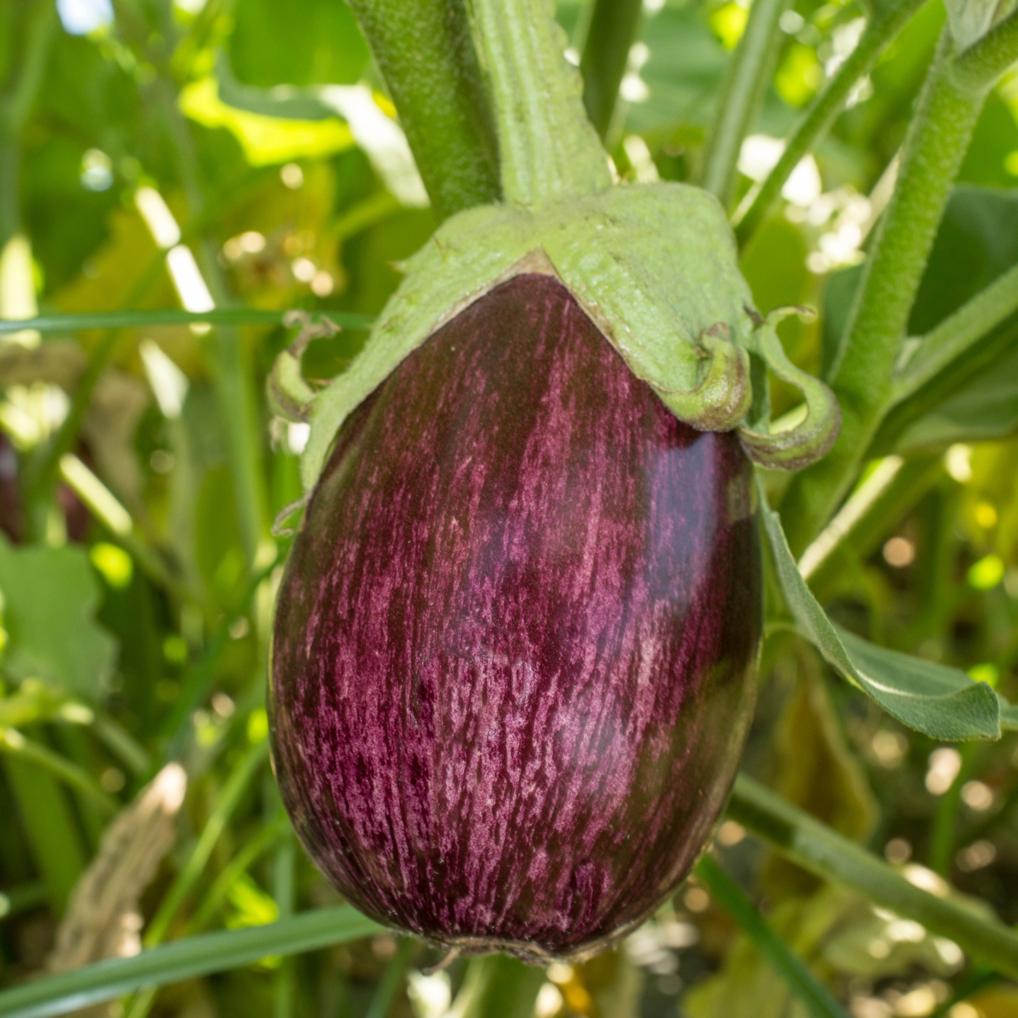 Bakker Listada de Gandia graine aubergine sachet 0,1g striée