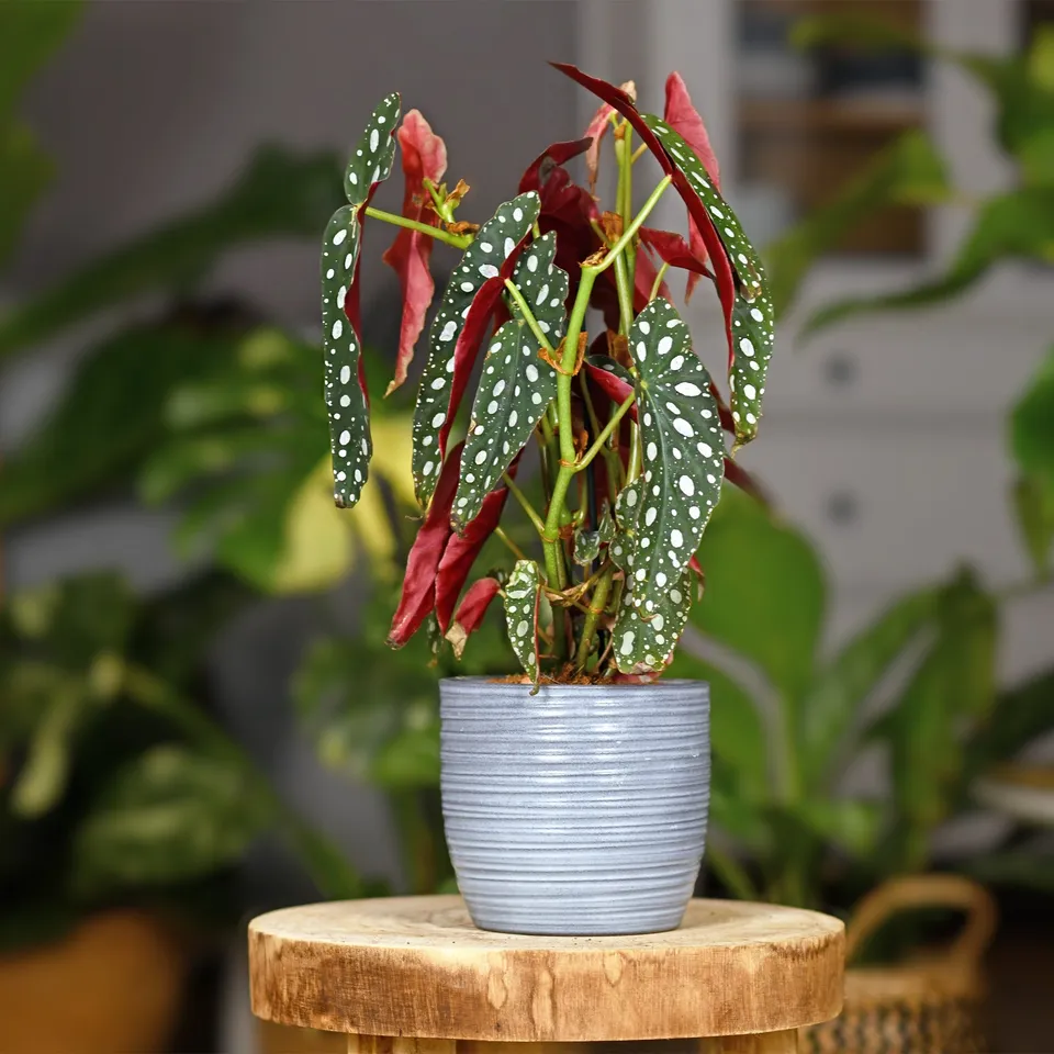 Bakker Maculata bégonia sur tige pot Ø14cm à pois