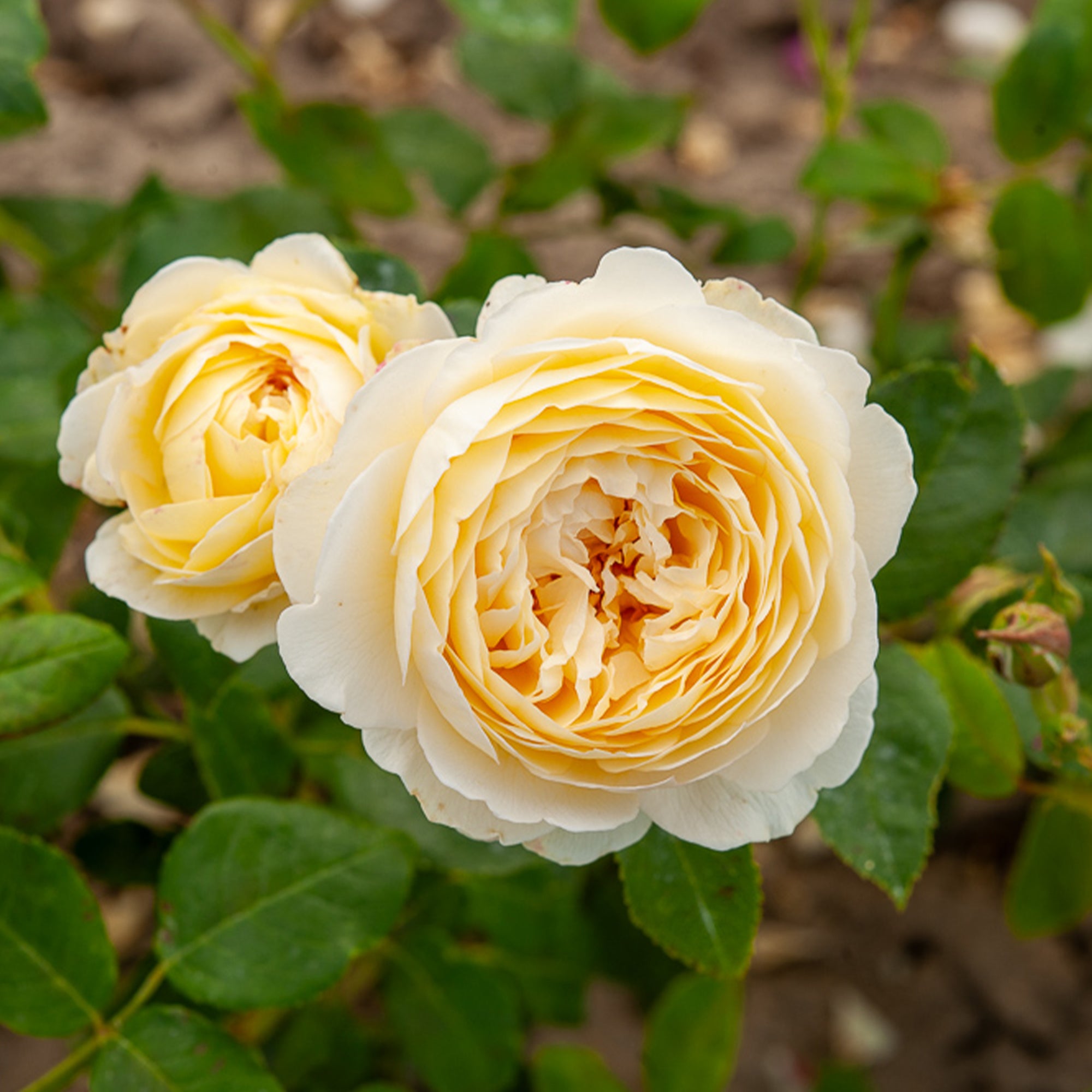 Bakker Rosier Claire Austin rose crème pot 4L