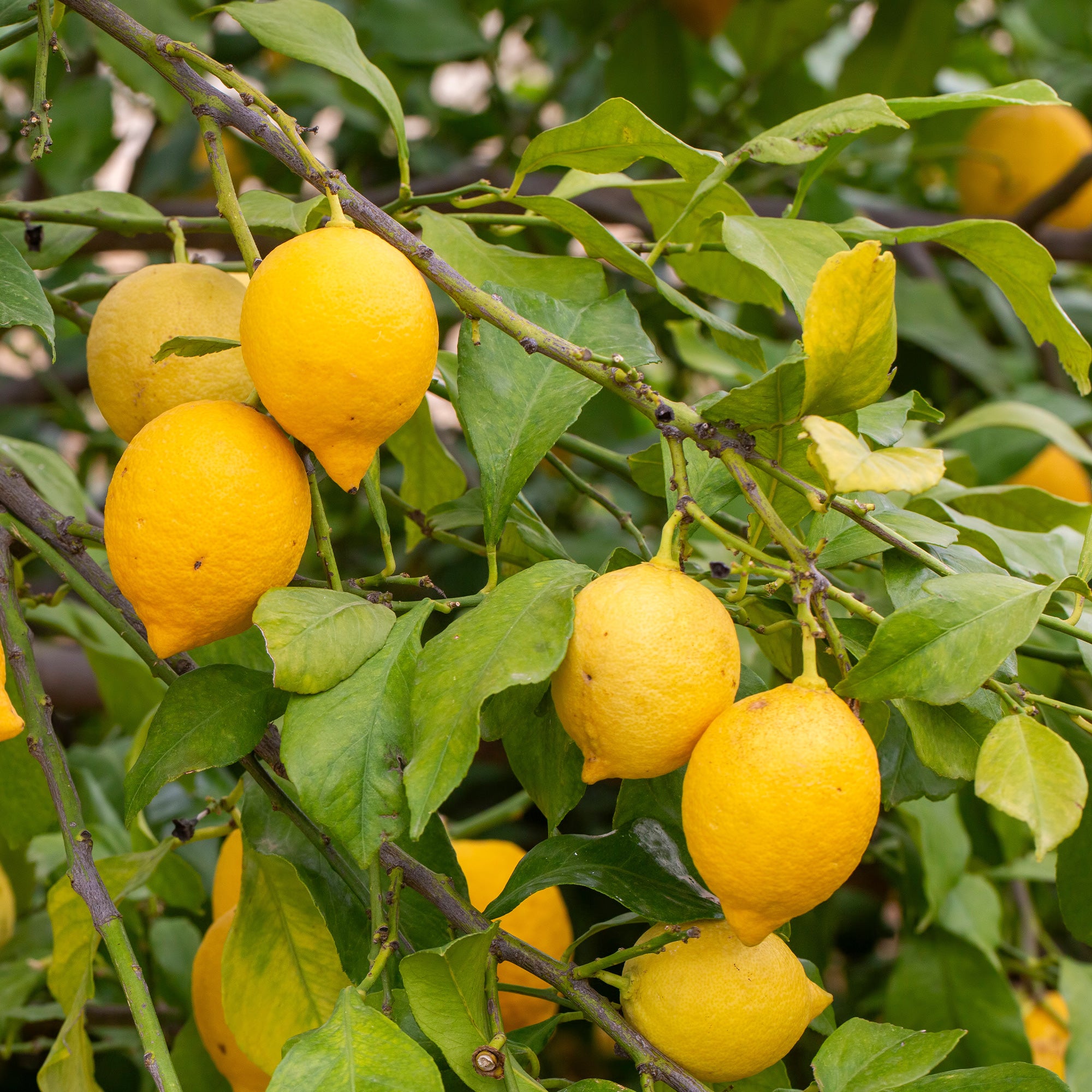Bakker Fruitiers Citronnier Citrus limon pot 9cm 20-30cm remontant