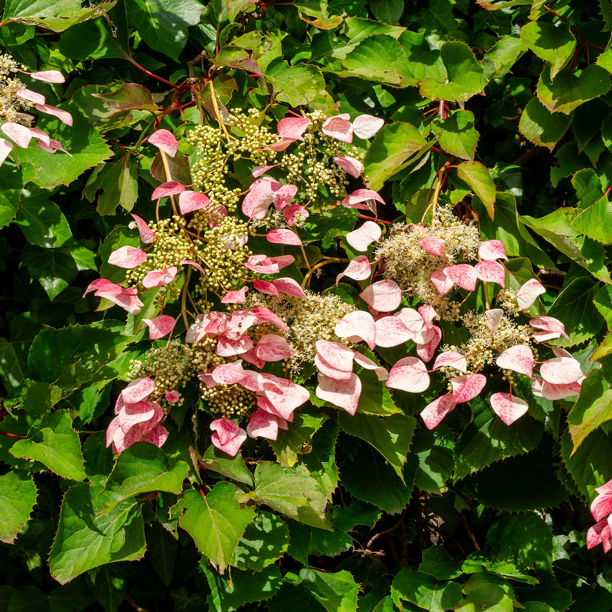 Bakker Schizophragma Roseum hortensia grimpant pot 17cm rose