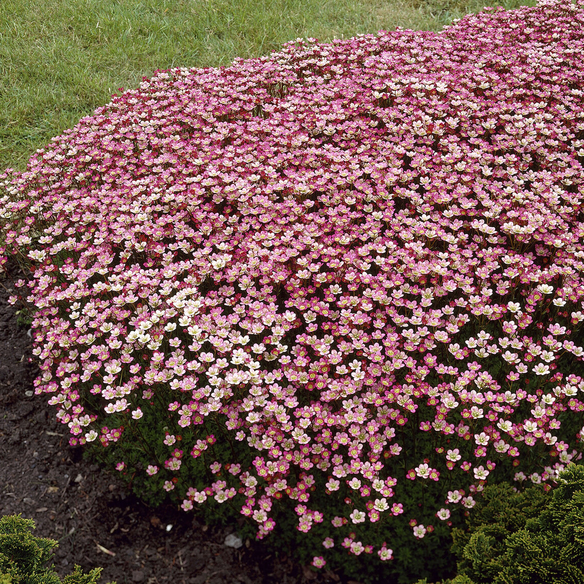 Bakker Saxifrage Peter Pan vivace pot Ø9cm fleurs fuchsia