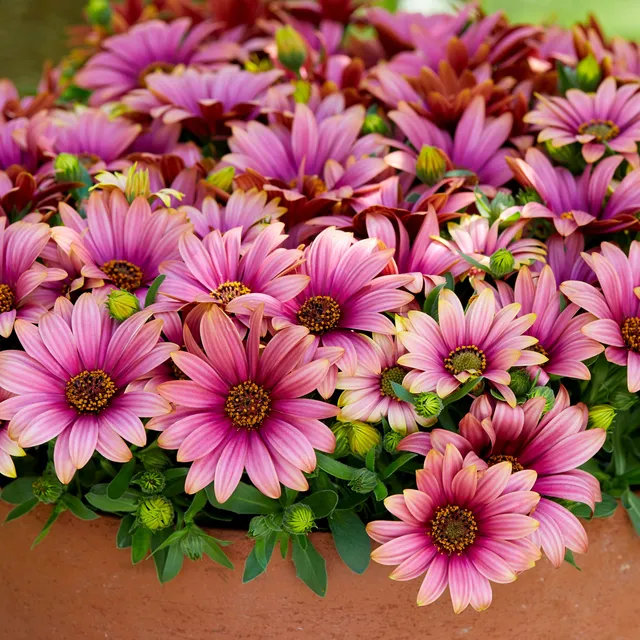Bakker Marguerites Cap bicolor fleur 3 pots