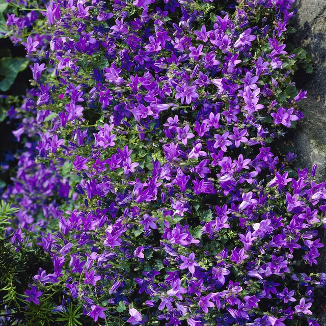 Bakker Campanule des murailles pot 9cm fleur violette couvre-sol