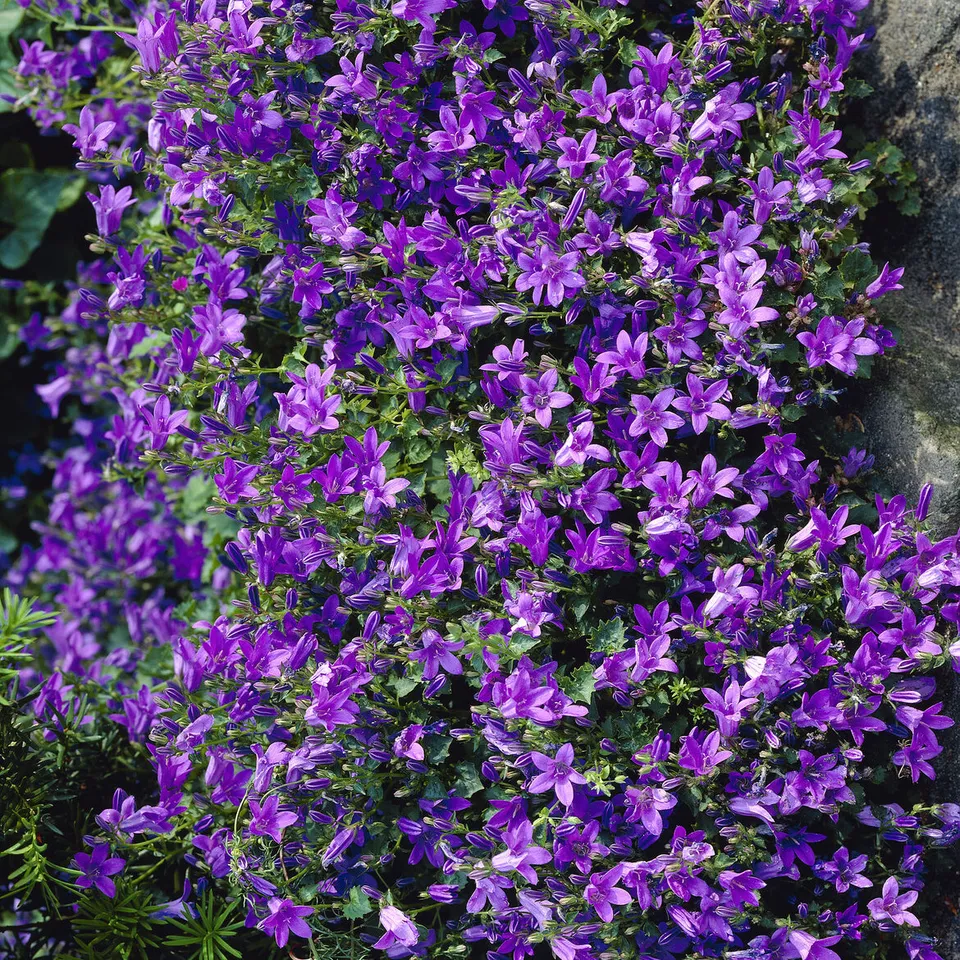 Bakker Campanule des murailles pot 9cm fleur violette couvre-sol