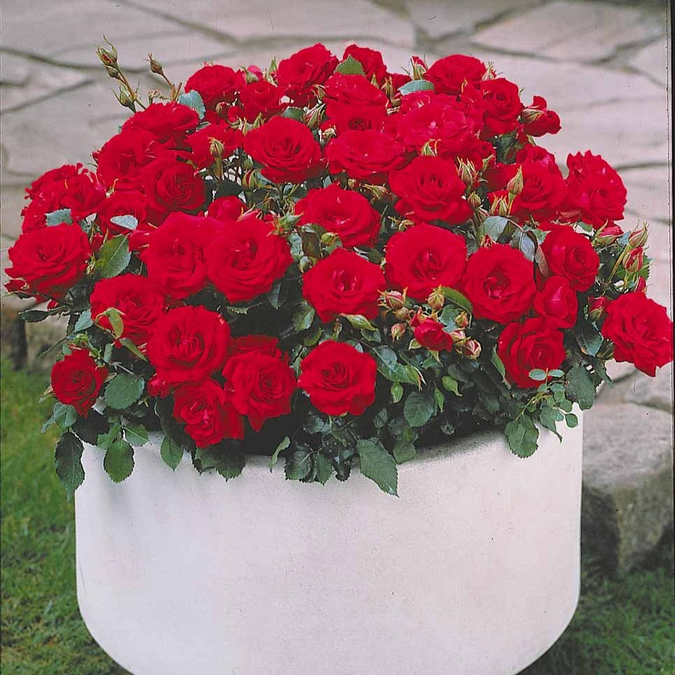 Bakker Mini-rosiers Randilla 3 couleurs racines nues