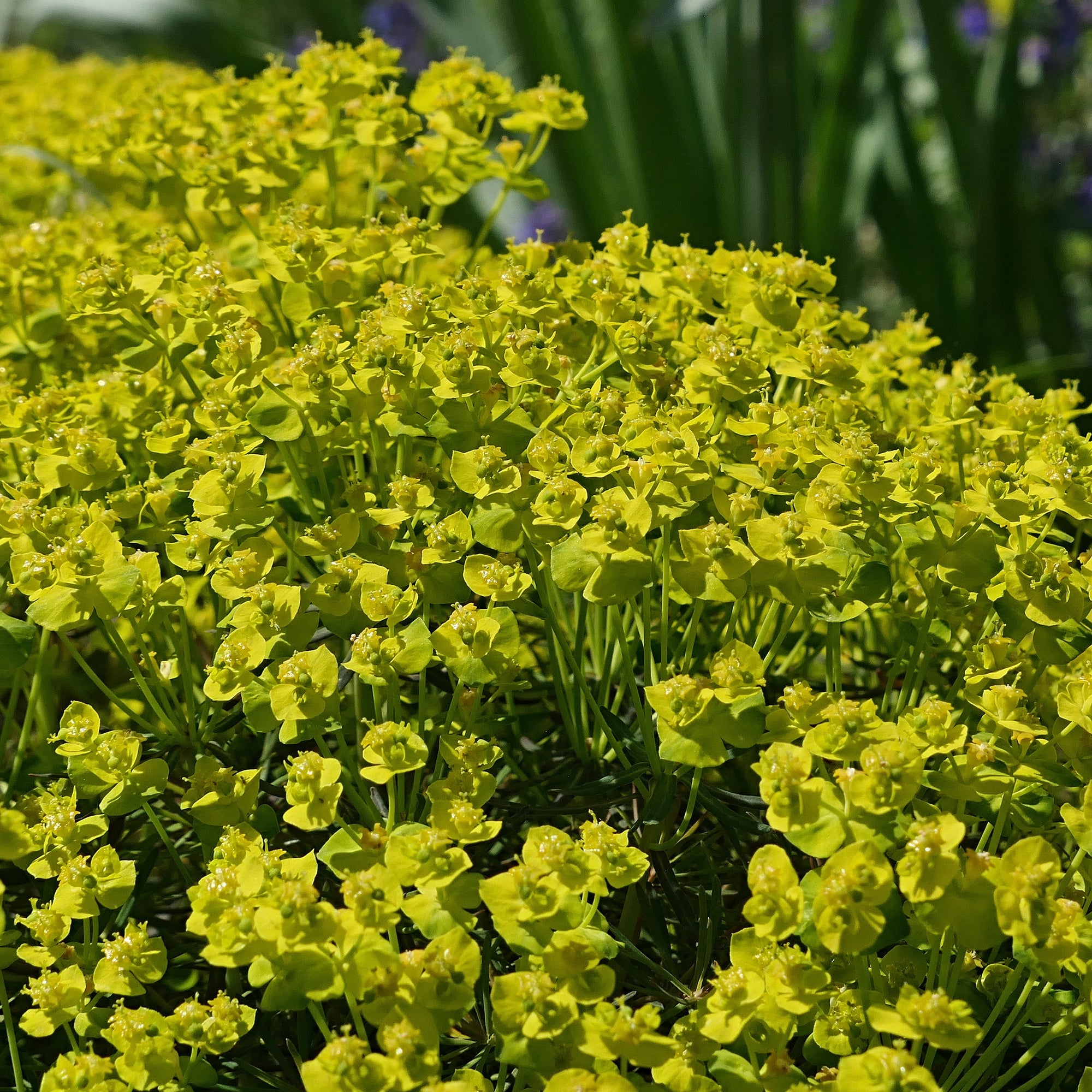 Bakker Euphorbe petit-cyprès pot 8cm jaune