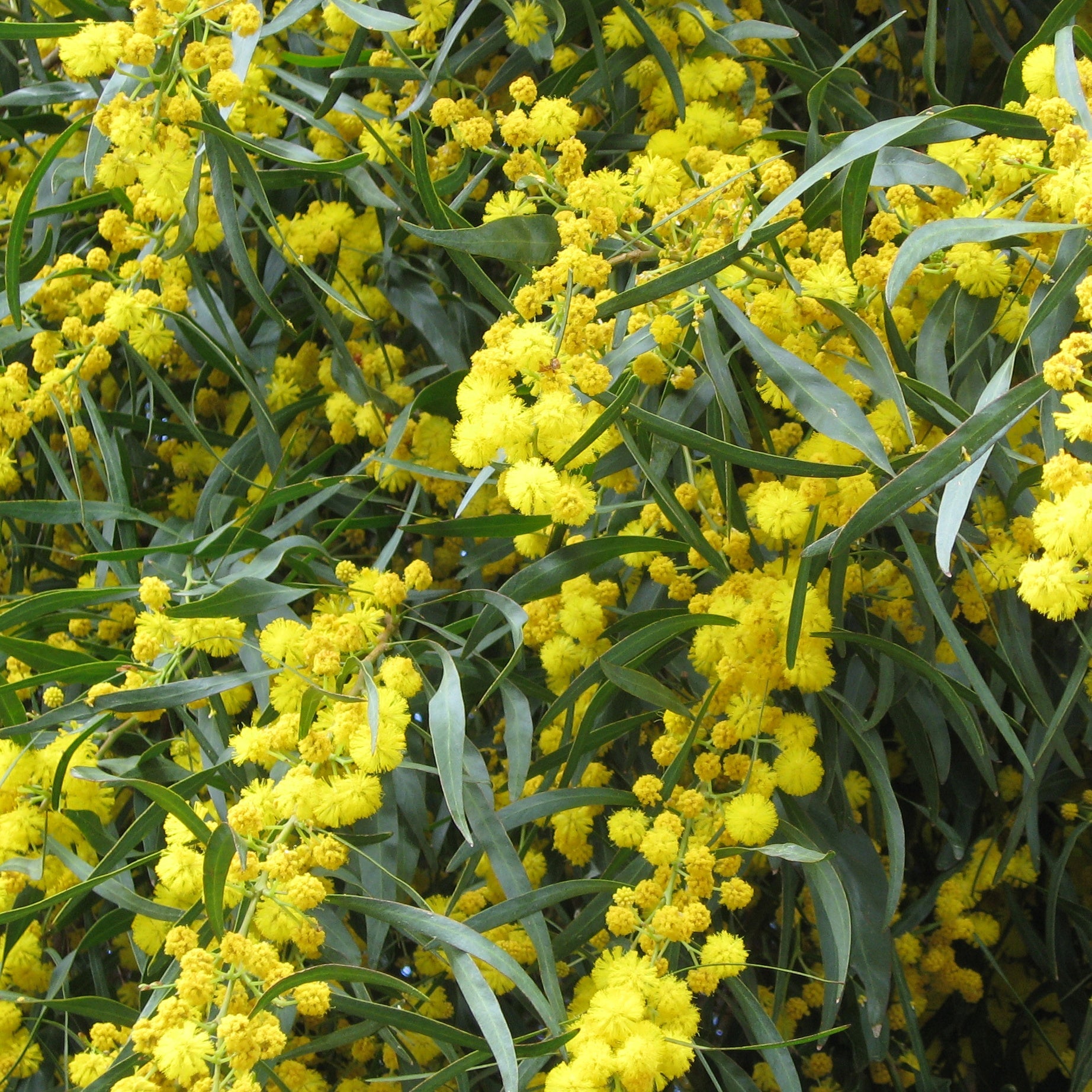 Bakker Mimosa des 4 saisons pot Ø9cm fleurs jaunes