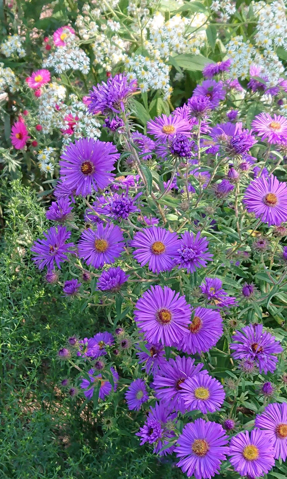 Passion Vivaces Aster novae-angliae Christopher Harbut plante godet bleu