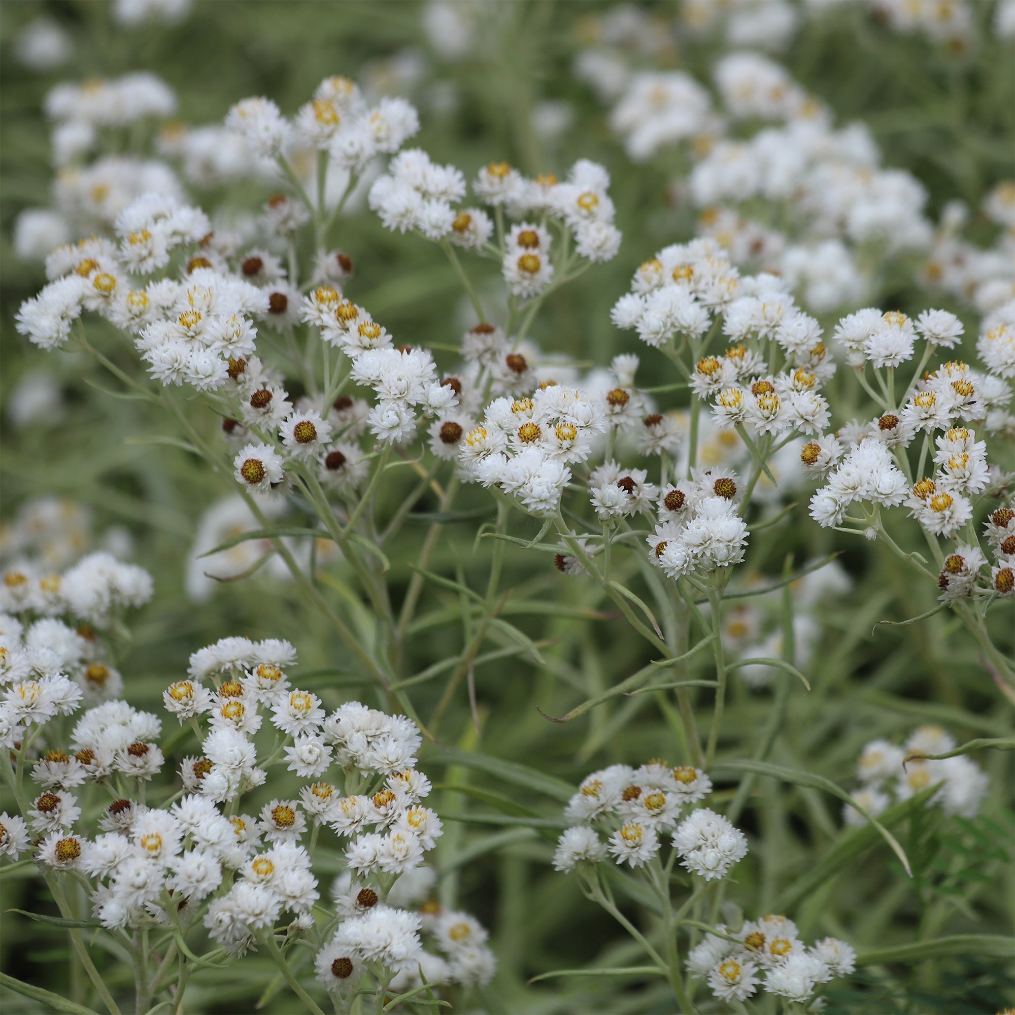 Bakker Vivaces Immortelle d'argent Neuschnee pot 9cm